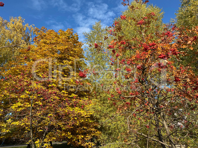 image of many ashberry at dry sunny day