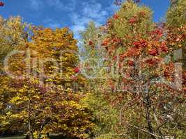 image of many ashberry at dry sunny day