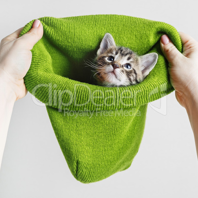 Котенок, зеленая шляпа