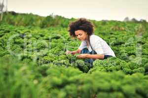 Green fingers. Shot of an attractive young female farmer working the fields.