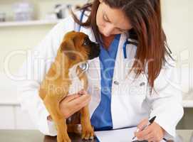 Hes a healthy puppy. Shot of a veterinarian examining a puppy on an examination table.