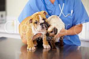 Squirming little patients. Cropped shot of young female vet holding a bulldog puppy and a siamese kitten.