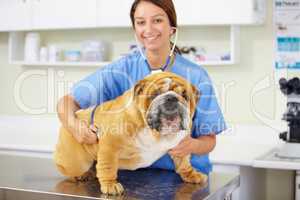 Hes a big healthy boy. Portrait of a young vet examining a large bulldog sitting on an examination table.