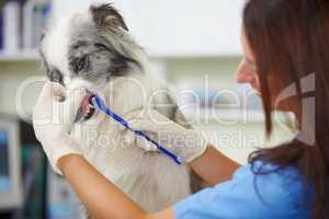 Checking how healthy your pet is. A female vet checking the teeth of a very unimpressed canine.