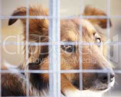 Dont give me those puppy dog eyes. A dog confined in a cage at the pound.