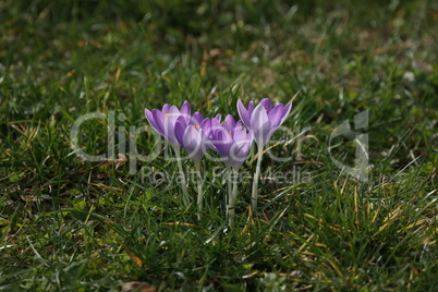 Group of crocuses in spring in the city park