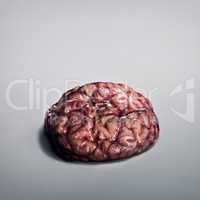 Brainssssss..... A human brain lying on a grey background.