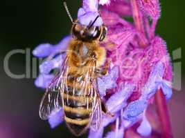 Pollination in nature. A closeup of a honey bee on a purple flower.