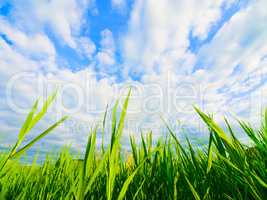 Reed and Sky. Cropped shot of green reeds against a blue sky.