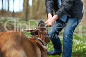 Youre a tough one. A strong alsatian pulling a stick with his master.