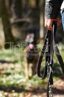 Here boy. A closeup of an owner holding a dogs lead.