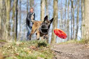 Fun with my furry friend. An Alsatian chasing a frisbee thrown by his owner in the forest.