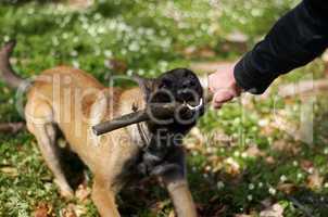 Biting down hard. A strong alsatian pulling a stick with his master.