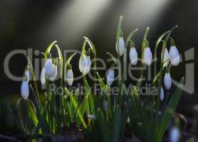 Snowdrop flowers in soft sunshine. Beautiful white snowdrop flowers in bloom.