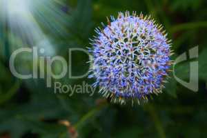 Globe Thistle flowers. Blue Globe Thistle Flowers, known as Echinops and stalwart perennial. Latin Echinops exaltatus.