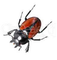 Bold and beautiful bugs. Studio shot of a red and black beetle isolated on white.