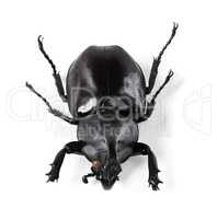 A beautiful specimen. Closeup shot of a rhinoceros beetle.