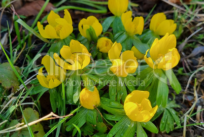First flowers. Eranthis hyemalis is a plant found in Europe