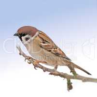 Sparrow. Sparrows are a family of small passerine birds, Passeridae. They are also known as true sparrows, or Old World sparrows, names also used for a particular genus of the family, Passer.
