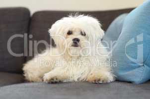 Thats Mr. Fluffy to you. A fluffy maltese poodle on a couch looking at the camera.