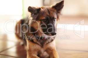 Did someone hear a meow around here. Shot of a dog sitting on the floor and looking curiously out of frame.