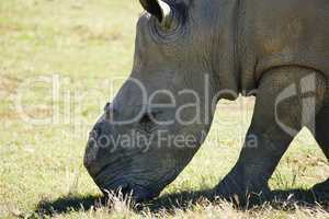 Living in a world of beauty and cruelty. Shot of a rehabilitated rhinoceros that lost its horn to poachers.