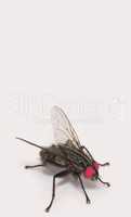 Housefly - Musca domestica. A photo of an ordinary housefly (Musca domestica).