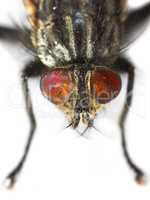 Housefly - Musca domestica. A photo of an ordinary housefly (Musca domestica).