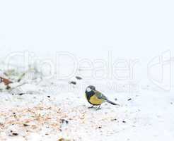 The Eurasian blue tit is a small passerine bird in the tit family Paridae. The bird is easily recognisable by its blue and yellow plumage.