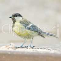 The Eurasian blue tit is a small passerine bird in the tit family Paridae. The bird is easily recognisable by its blue and yellow plumage.