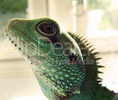 Green-skinned iguana. Shot of a green iguana with beautiful scales.