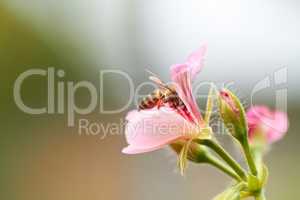 Pollination in progress. Cropped image of a bee sitting on a pink flower.