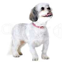 Waiting for a delicious treat. Studio shot of an adorable lhasa apso puppy isolated on white.