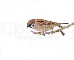 Beautiful brown garden sparrow with uniform background. Beautiful brown garden sparrow with uniform background.