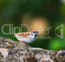 Sparrows in my garden. A telephoto of a beautiful sparrow in my garden.