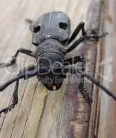 A frightening beetle. Close up shot of a large black beetle on a piece of wood.