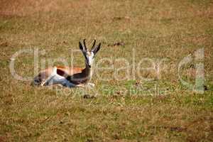 Having a lazy day.... Shot of a antelope relaxing in the grass under the sun.