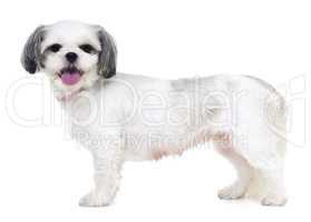 Ill be your perfect pet. Studio shot of an adorable lhasa apso puppy isolated on white.