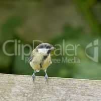 The Great Tit - Parus major. The Eurasian blue tit is a small passerine bird in the tit family Paridae. The bird is easily recognisable by its blue and yellow plumage..