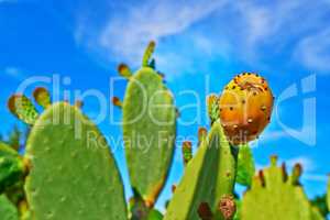 Stenocereus griseus. A closeup image of thorny cacti.