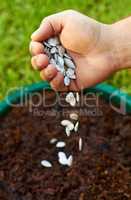 Potting plants. Shot of a hand dropping seeds into potted soil.