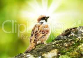 A telephoto of a sparrow in sunlight. Garden sparrow sitting on a tree.
