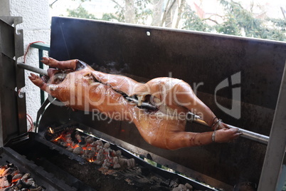 Pig is being grilled slowly on spit in traditional way