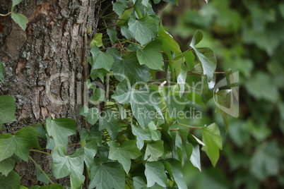 Hedera helix - Green ivy weaves a tree trunk