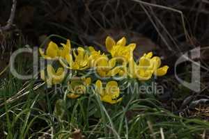 First flowers. Eranthis hyemalis is a plant found in Europe