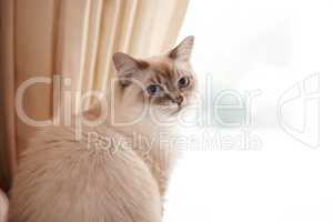 Waiting for you to come home.... Portrait of an adorable siamese cat sitting at a window.