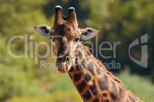 I can see you a mile away. Shot of giraffes in their natural habitat.