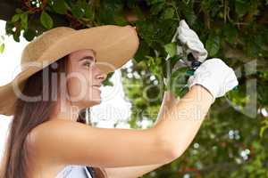 Trimming her hedges. An attractive young woman trimming her hedges.