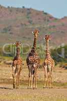 The greatest leader doesnt tell you what to do, they show you. Shot of giraffes in their natural habitat.