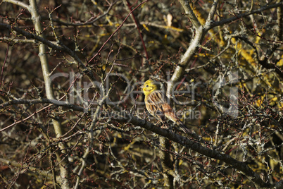 Yellowhammer bird, Emberiza citrinella on the thorn bush